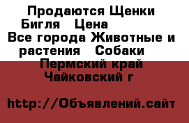 Продаются Щенки Бигля › Цена ­ 35 000 - Все города Животные и растения » Собаки   . Пермский край,Чайковский г.